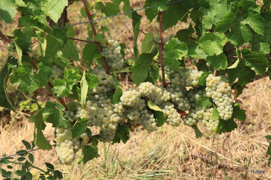 Raisins blancs dans les vignes de Mittelbergheim
