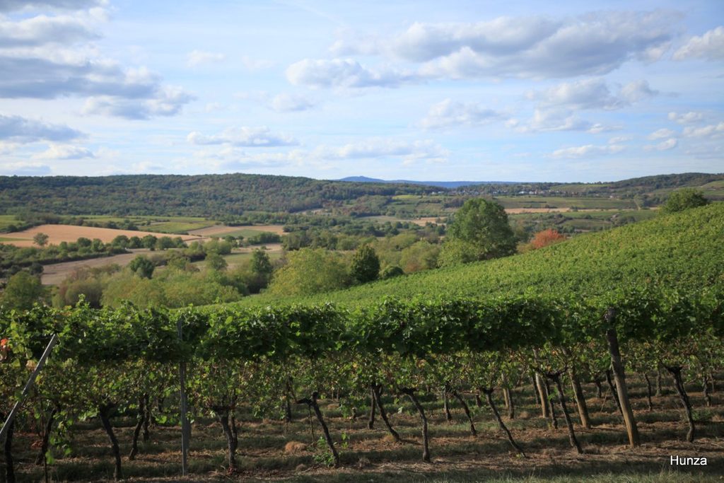 Après avoir quitté Boersch, panorama sur le vignoble en montant vers Kilbs