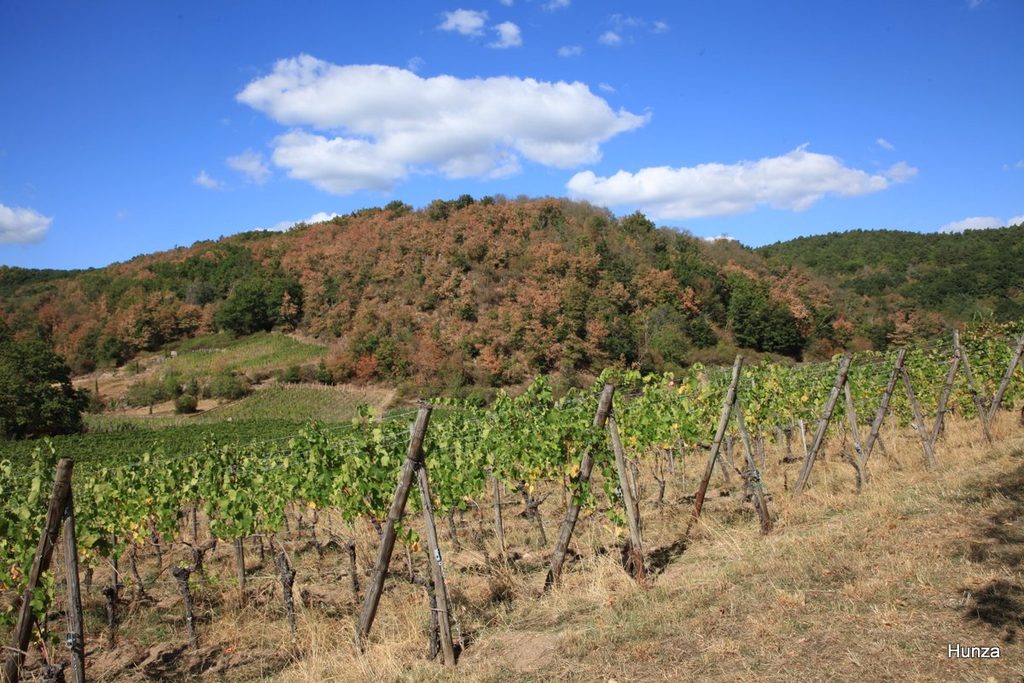 Vignoble du Kastelberg à Andlau