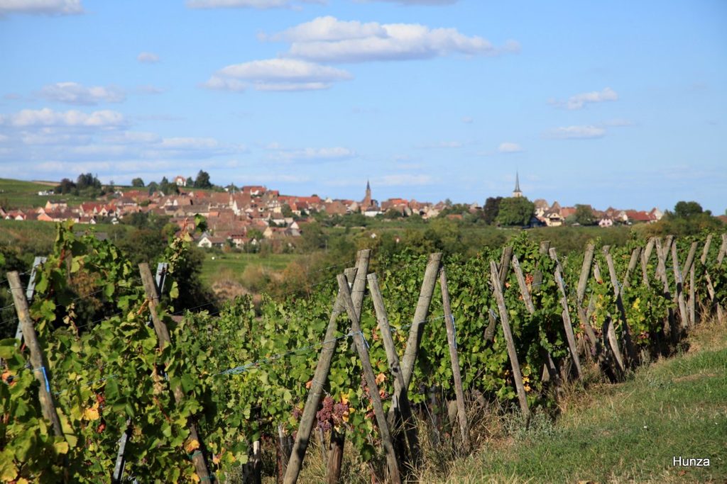Vignoble du Moenchberg à Andlau, avec en arrière-plan Mittelbergheim