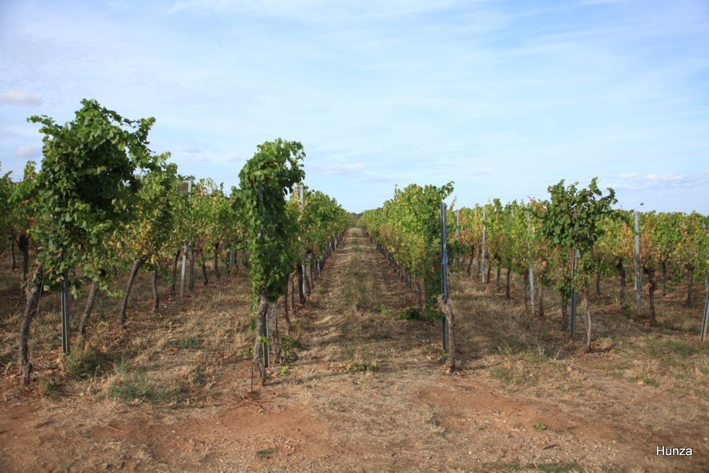 Vignoble du Schenkenberg à Obernai